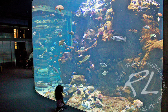 Monterey Bay Aquarium. A girl in wonder!
