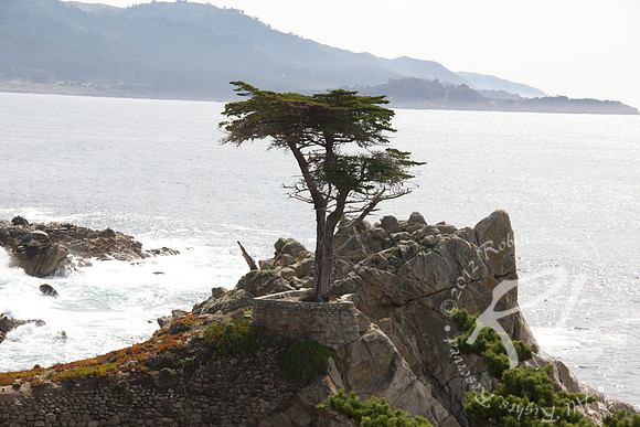 17-Miles Drive Lone Cypress