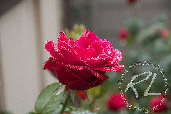 A Rose on a rainy day!