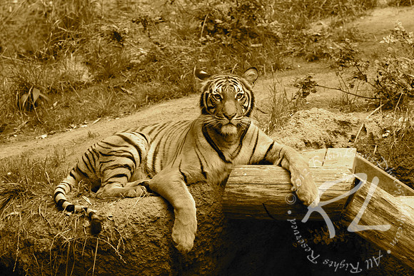 The Tiger!