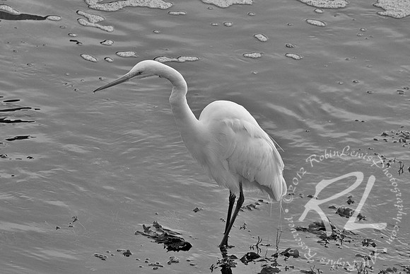 Crane