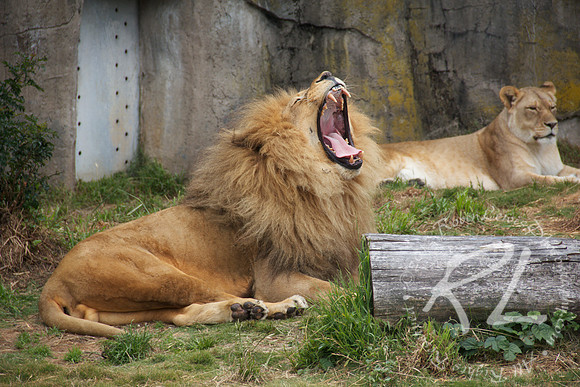 Hear me roar!
