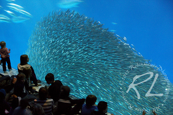 The Monterey Bay Aquarium