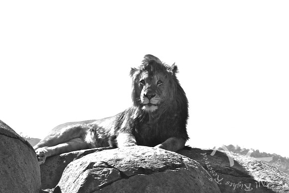 The King!