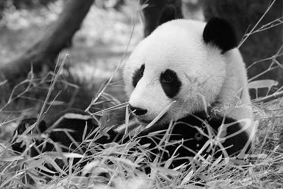 Adorable Panda!