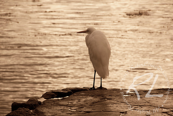 Crane on the rocks